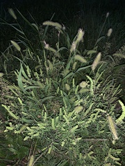 Setaria viridis