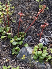 Pyrola chlorantha