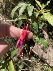 Fuchsia