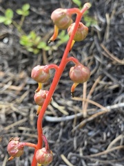 Pyrola chlorantha