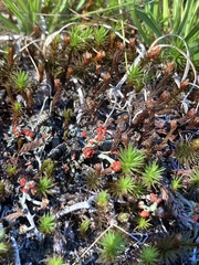 Cladonia cristatella