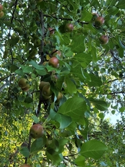 Malus