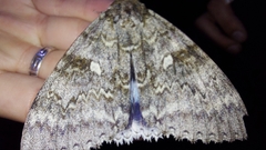 Catocala fraxini