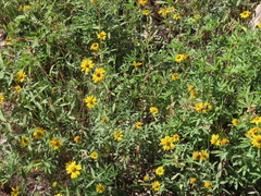 Helianthinae