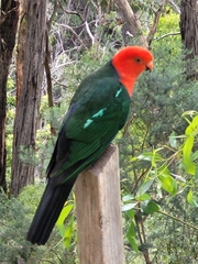 Alisterus scapularis