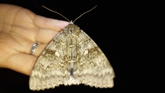Catocala fraxini