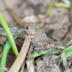 Anaxyrus fowleri