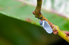 Flatidae