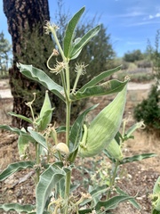 Asclepias eriocarpa