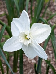 Narcissus