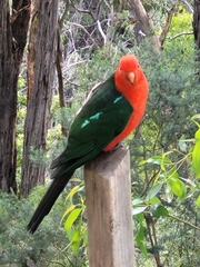 Alisterus scapularis