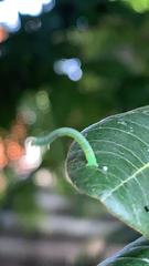 Geometridae