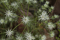 Eryngium heterophyllum