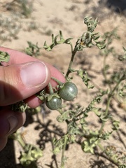 Solanum triflorum