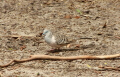 Geopelia placida