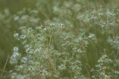 Eryngium heterophyllum