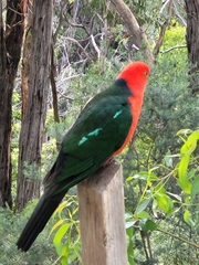 Alisterus scapularis