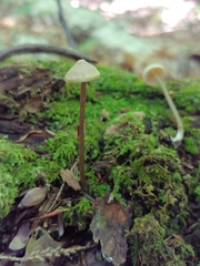 Entoloma conicum