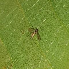 Entomophthora muscae