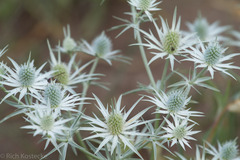 Eryngium heterophyllum