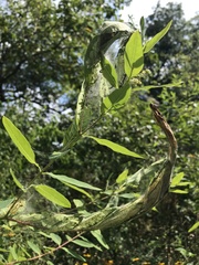 Saucrobotys futilalis