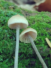 Entoloma conicum