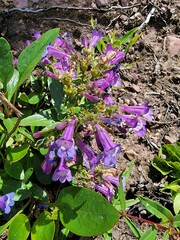 Penstemon albertinus