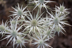 Eryngium heterophyllum