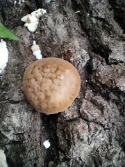 Cryptoporus volvatus