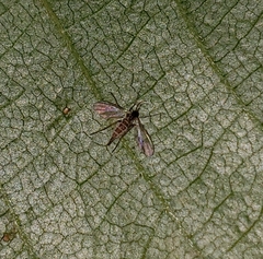 Entomophthora muscae