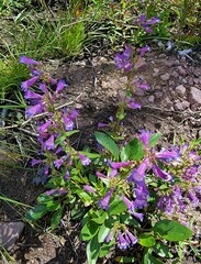 Penstemon albertinus
