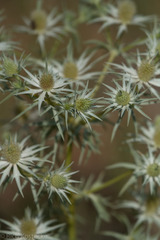 Eryngium heterophyllum