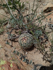 Coryphantha