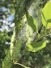 Saucrobotys futilalis
