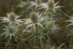 Eryngium heterophyllum
