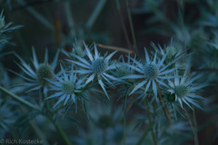 Eryngium heterophyllum