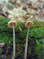 Entoloma conicum