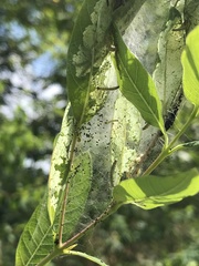 Saucrobotys futilalis
