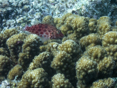 Cirrhitichthys oxycephalus