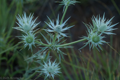 Eryngium heterophyllum