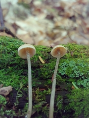 Entoloma conicum