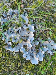 Peltigera canina