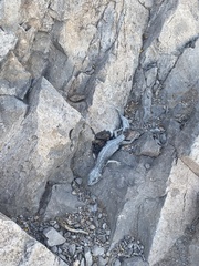 Eublepharis macularius