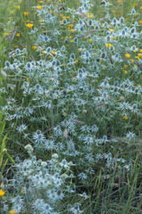 Eryngium heterophyllum