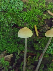 Entoloma conicum