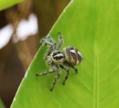 Hyllus diardi