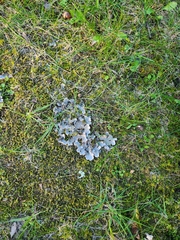 Peltigera canina