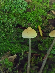 Entoloma conicum