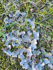 Peltigera canina