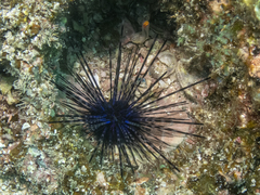 Centrostephanus coronatus